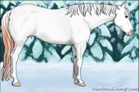 Horse Color:Bay Dun Tobiano Appaloosa