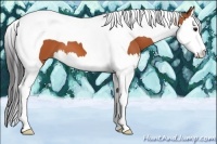 Horse Color:Bay Splash Tobiano