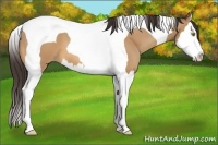Horse Color:Amber Champagne Splash Tobiano 