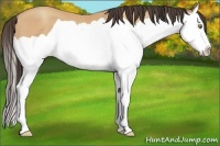 Horse Color:Amber Champagne Splash 