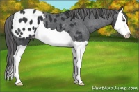 Horse Color:Black Splash Appaloosa 