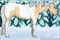 Horse Color:Silver Classic Cream Champagne Tobiano