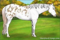 Horse Color:Classic Cream Champagne Sabino Splash Appaloosa 