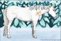 Horse Color:Silver Bay Dun Sabino Splash Tobiano