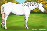 Horse Color:Amber Cream Champagne Dun Sabino Splash Appaloosa 