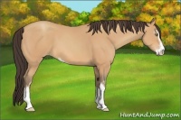 Horse Color:Amber Champagne Sabino
