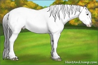 Horse Color:White Spotted Bay Splash 