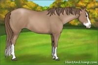 Horse Color:Black Pearl Sabino Splash