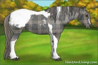 Horse Color:Plaid Black Sabino Tobiano Appaloosa