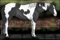 Horse Color:Black Sabino Splash Tobiano Rabicano 