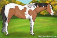 Horse Color:Bay Sabino Splash Tobiano