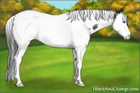 Horse Color:Brown Splash Tobiano 