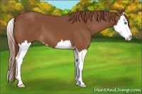 Horse Color:Chestnut Sabino Splash