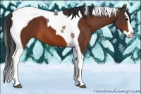 Horse Color:Bay Splash Tobiano