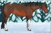 Horse Color:Bay Tobiano 