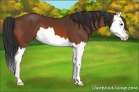 Horse Color:Bay Splash 