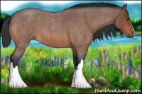 Horse Color:Bay Roan 