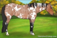 Horse Color:White Spotted Bay Roan