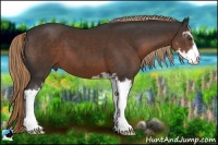 Horse Color:Liver Chestnut Sabino 