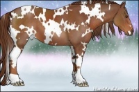 Horse Color:White Spotted Chestnut