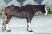 Horse Color:Liver Chestnut Ice Splash Rabicano