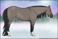 Horse Color:Grullo 