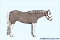 Horse Color:Silver Blue Roan Sabino Splash 