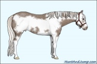 Horse Color:Silver Blue Roan Sabino Splash Frame 