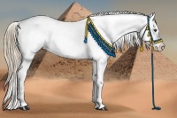 Horse Color:Liver Chestnut Appaloosa 