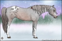 Horse Color:Brown Appaloosa 