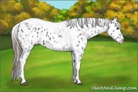 Horse Color:White Spotted Black Splash Tobiano Frame Appaloosa