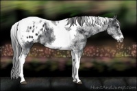 Horse Color:White Spotted Black Splash Tobiano Frame Appaloosa
