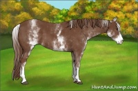 Horse Color:White Spotted Chestnut Sabino 
