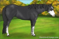 Horse Color:Black Sabino
