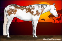 Horse Color:Chocolate Palomino Sabino Splash