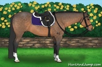 Horse Color:Buckskin Roan 