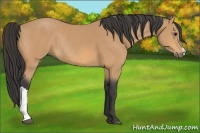 Horse Color:Buckskin Rabicano 