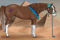 Horse Color:Chestnut Splash 