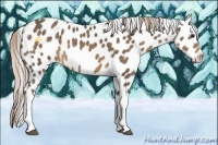 Horse Color:Chocolate Palomino Appaloosa 