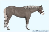 Horse Color:Silver Black Splash 