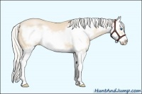 Horse Color:Silver Buckskin Pearl Sabino Splash Frame 