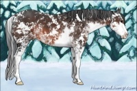 Horse Color:Brown Sabino