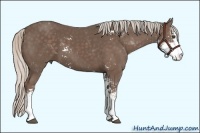 Horse Color:Silver Black Sabino 