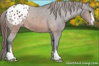 Horse Color:Brown Sabino Appaloosa