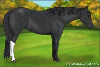 Horse Color:Black Frame 