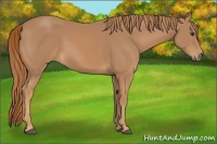 Horse Color:Chestnut Frame