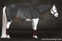 Horse Color:Liver Chestnut Splash Rabicano 