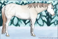 Horse Color:Sable Champagne Roan Dun Sabino Splash Appaloosa 