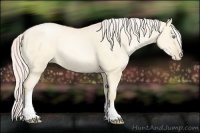 Horse Color:Gold Cream Champagne Pearl Dun 