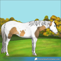 Horse Color:Buckskin Splash Tobiano 